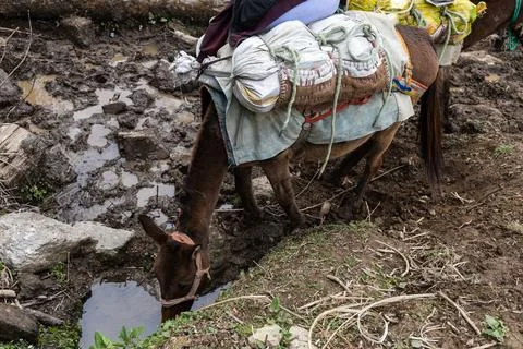 Heavily Loaded Mules Drinking from a Small Water Pool on Mountain Trail Stock Photos