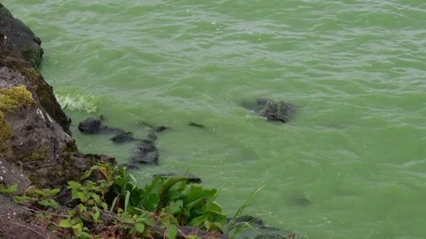 Heavily polluted water with toxic algae laps on black stone 動画素材 280874688