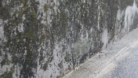 Heavily weathered old brick wall with black mold stain Vidéo 333965898