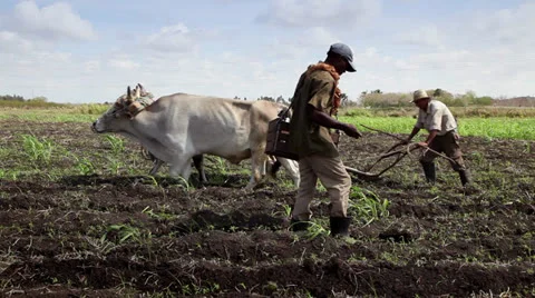 Heavy and manual work in the field, people working in farm with tools Stock Footage 22784108