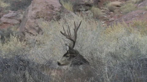 Heavy Antlered Mule Deer Buck Bedded in Sage Brush-short version Stock Footage 48831643