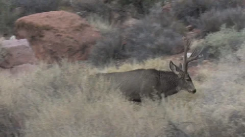 Heavy Antlered Mule Deer Buck Walking in Sagebrush Stock Footage 48848652