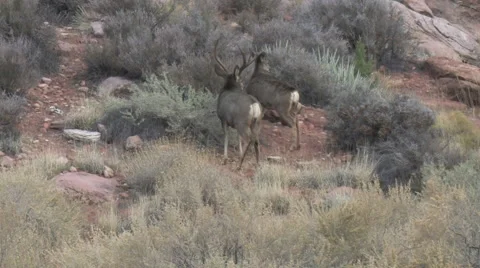 Heavy Antlered Mule Deer Buck in Rut Follows Doe Stock Footage 48888155