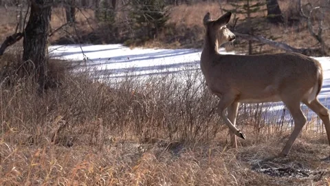 Heavy Antlered  Mule Deer Buck standing Stock Footage 310328447