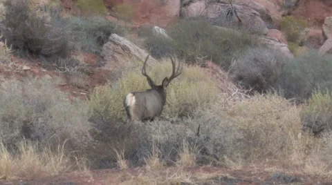 Heavy Antlered Mule DeerBuck  Walking Away in Sagebrush Stock Footage 49215524