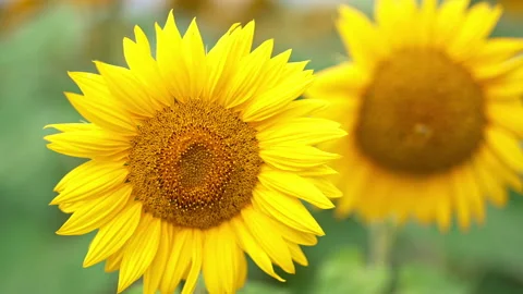 Heavy bee full of pollen flies from one seed flower to another. Stock Footage 212108989