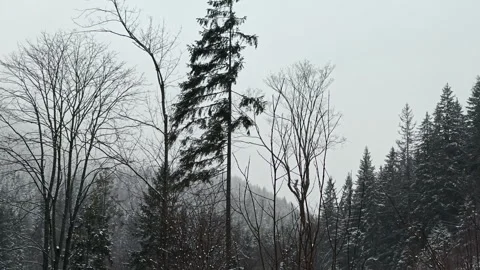 Heavy Blizzard Snowfall Over Evergreen Pine Forest Backdrop Stock Footage 336496163