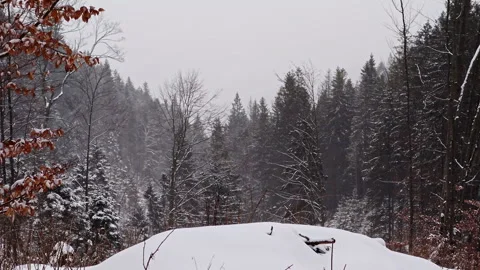 Heavy Blizzard Snowfall Over Evergreen Pine Forest Backdrop 스톡 동영상 336496355