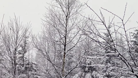 Heavy Blizzard Snowfall Over Evergreen Pine Forest Backdrop Stock Footage 336496610