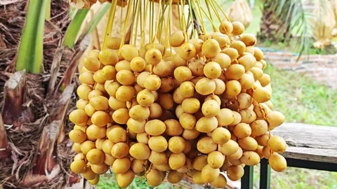 Heavy Bunch of Fresh Yellow Date Palm Fruits Hanging on Tree. Stock Footage 340456201