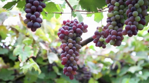 Heavy bunch of grapes hanging on vine, grape arbor, pergola, patio Stock Footage 55663611