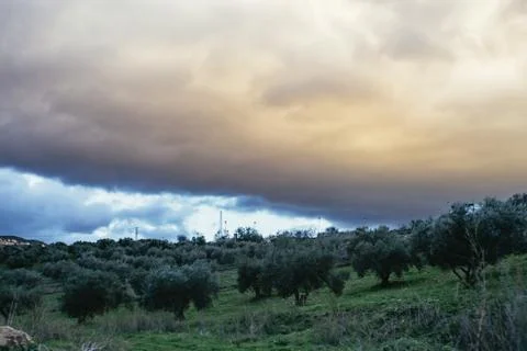 Heavy clouds gather over olive groves Stock Photos