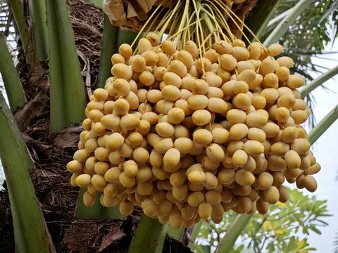 Heavy Cluster of Fresh Yellow Dates Hanging on Palm Tree. Stock Photos