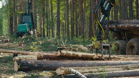 Heavy Crane Machine In A Log Harvesting Process For Lumber Transportation Stock Footage 276318020