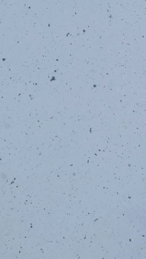 Heavy December Snowfall Captured in Beautiful 4K Stock Footage 328594638