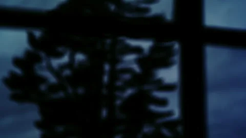 Heavy diffused pine tree framed thru an antiquated window pane. Video stock 252627738