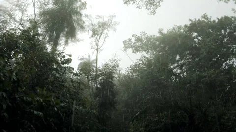 Heavy Downpour Falling in A Forest 2K 库存影片 129720158