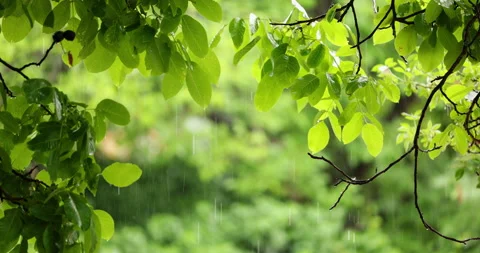 Heavy downpour with greenery closeup Stock Footage 198131243