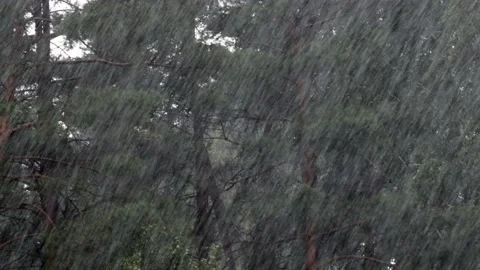Heavy downpour with thunder in summer in a pine forest. With sound Stock Footage 137637649