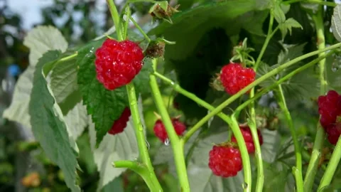 Heavy drops of summer rain are falling on the ripe juicy raspberries Stock Footage 219351615