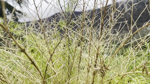 Heavy drought leading to flora extinction on planet earth, evergreen plant Stock Footage 345148357
