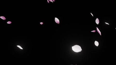 Heavy Falling Cherry Blossom Petals Blizzard on Black 스톡 동영상 326195219