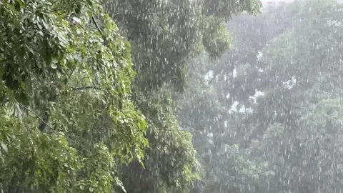 Heavy falling rain green tree background. Slow motion. Stock Footage 158042465