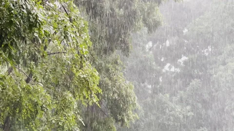 Heavy falling rain green tree background. Stock Footage 158043786