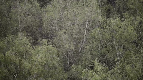 Heavy falling snow in the end of spring. Green trees background. Stock Footage 86657240