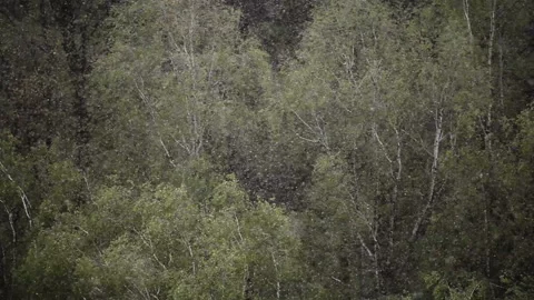 Heavy falling snow in the end of spring. Green trees background. 库存影片 86657256