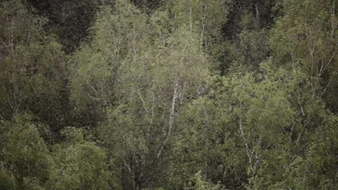 Heavy falling snow in the end of spring. Green trees background. 库存影片 86660957