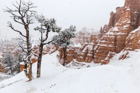 Heavy Falling Snow inside Bryce Canyon National Park Stock Photos