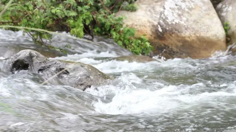 Heavy Flowing Mountain Stream Stock Footage 50743459