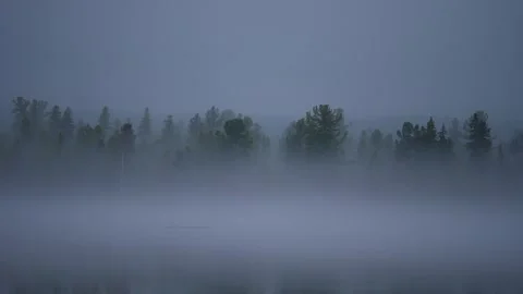 Heavy fog covered the forest Stock Footage 269714404