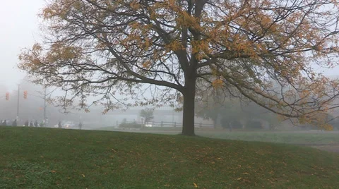 Heavy fog Stock Footage 36689201