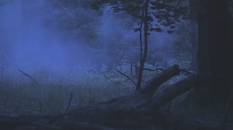 Heavy Fog In A Forest Video stock 36646372