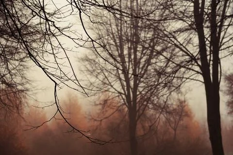 A heavy fog in a forest Stock Photos