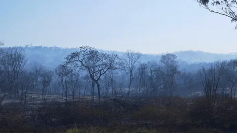 Heavy forest fire with smoke on evening forest Vídeo Stock 103503661