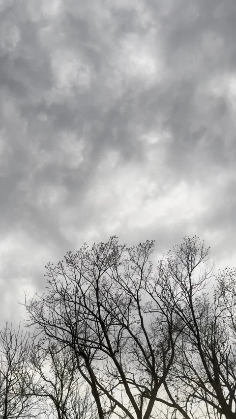 Heavy Gray Clouds Above Bare Winter Trees Видео 344883668