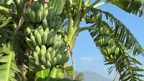 A heavy green banana cluster develops among broad leaves on a tropical plant Vidéo 334417653