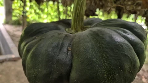 Heavy Green Pumpkin Hanging By Strong Stem On Bamboo Trellis 動画素材 337599404