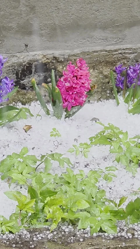 Heavy hail falling on blooming pink and purple hyacinth flowers in garden d.. Vídeos de archivo 333792918