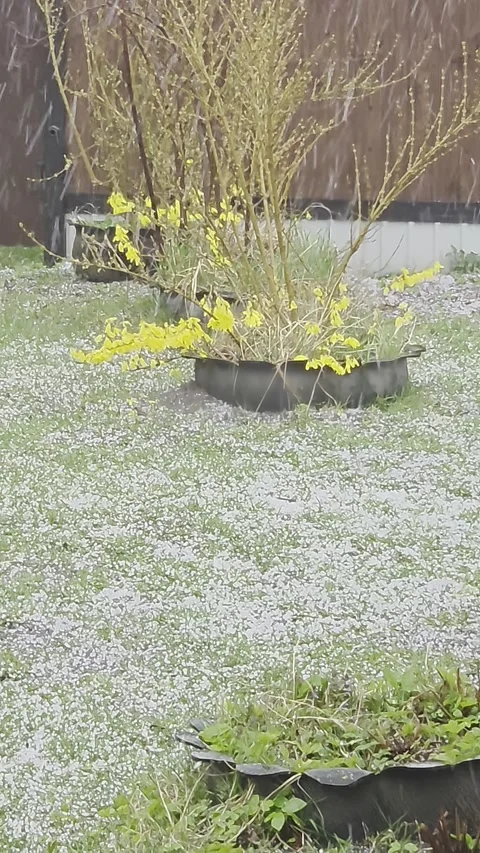 Heavy hail falling on green grass and flowering yellow forsythia bushes in .. Vídeos de archivo 333790873