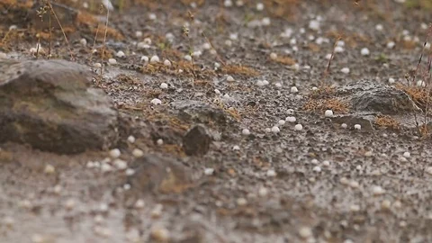 Heavy hail storm raining Video stock 76644957