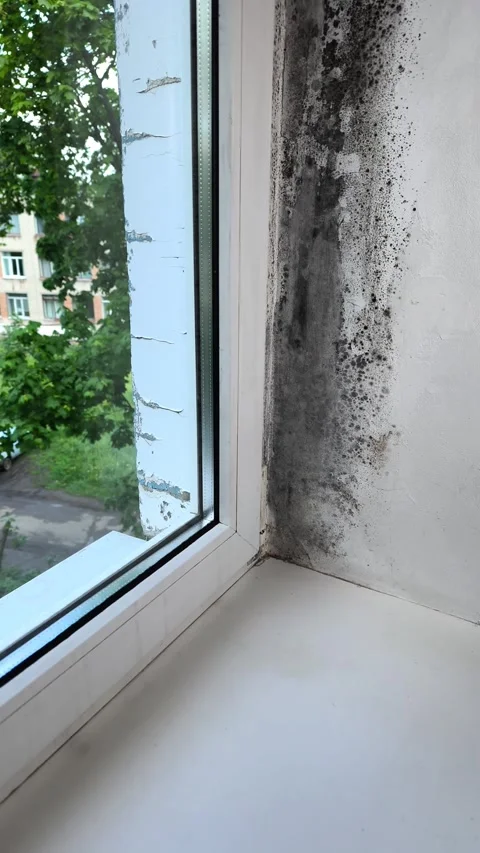 Heavy indoor mold accumulation at window frame corner indicates long term Stock Footage 342272535