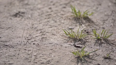 Heavy leather boots trampling fresh grass sprouts growing out of mud. Stock Footage 148061250