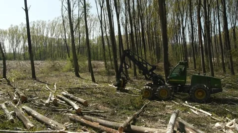 Heavy machine cutting trees in the forest. 库存影片 46750684