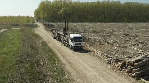 Heavy machine cutting trees in the forest. Stock Footage 46750893