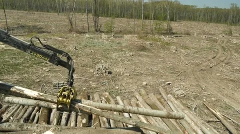 Heavy machine cutting trees in the forest. Vidéo 46751086