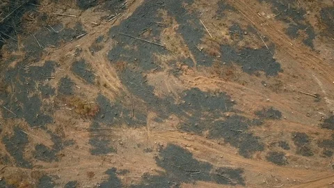 Heavy machine tracks scarring cleared and burned forest aerial shot Stock Footage 78584284